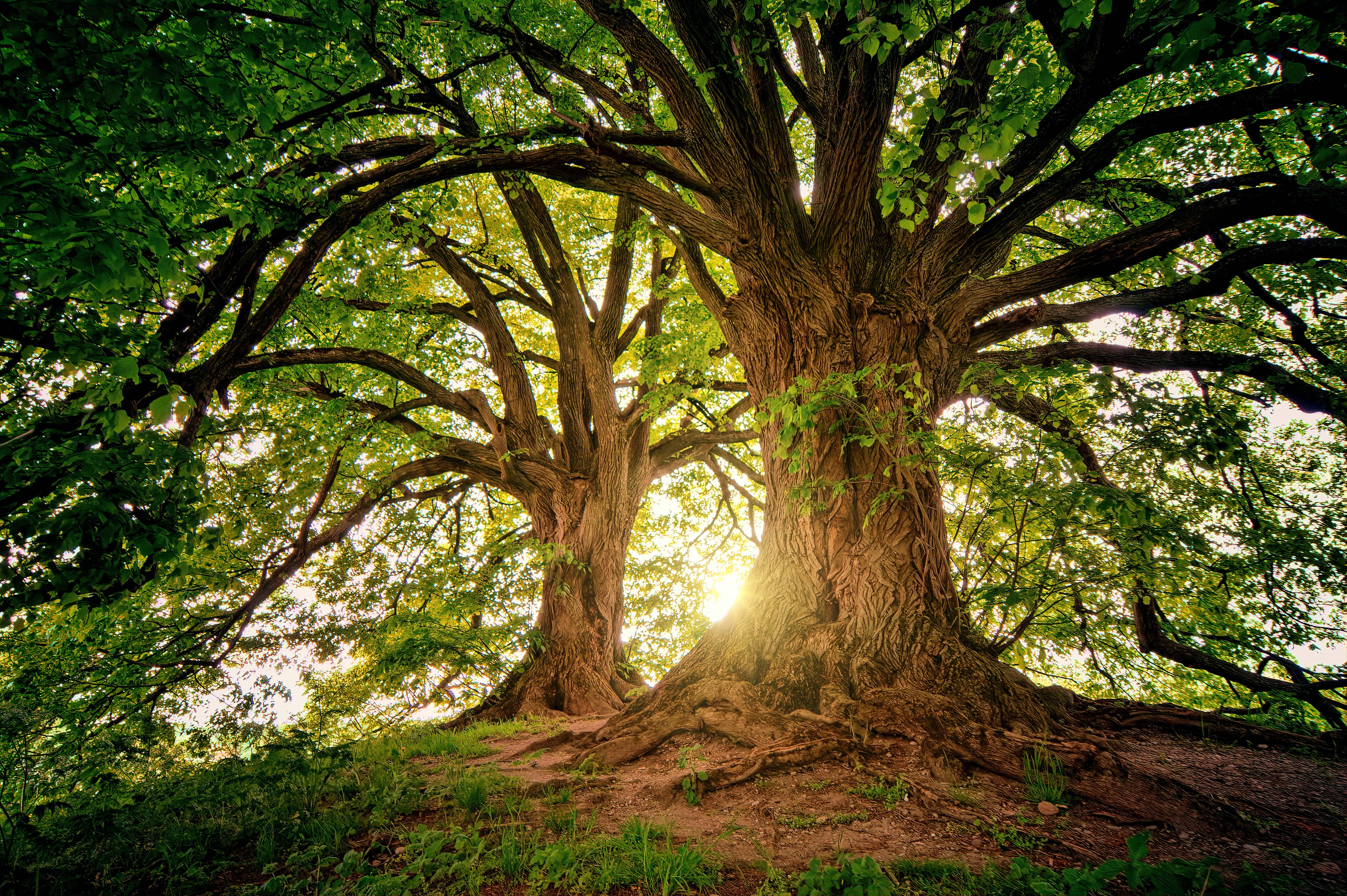 under the leaves of the Bodhi Tree